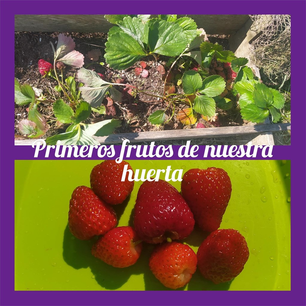 Fresas de nuestra pequeña huerta