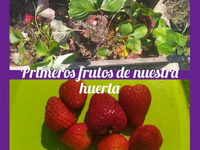 Fresas de nuestra pequeña huerta